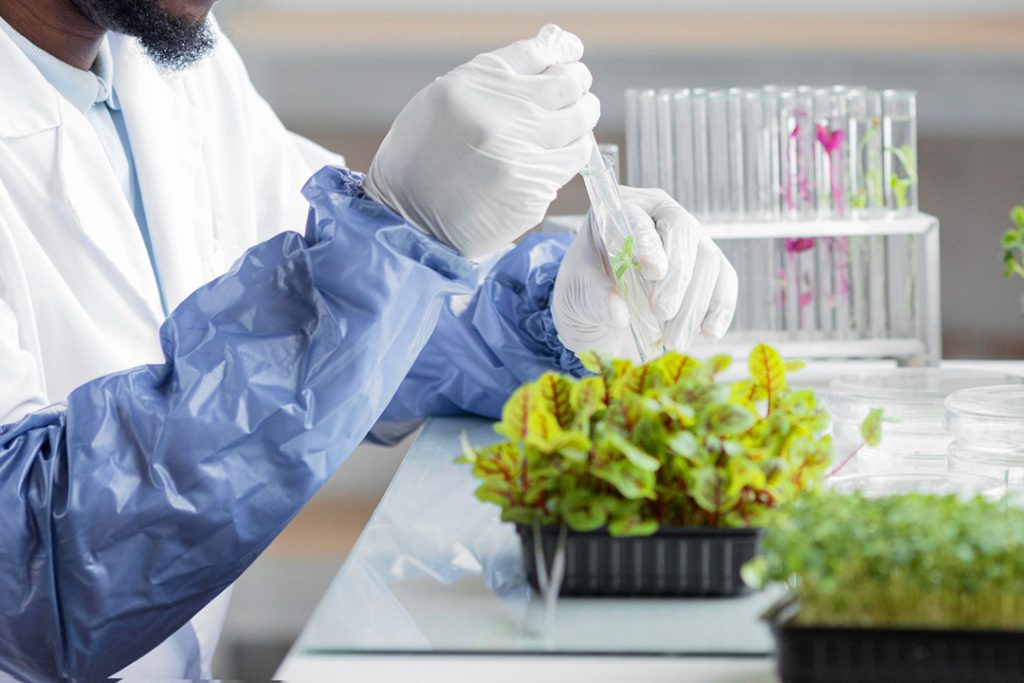 A scientist wearing gloves drops chemicals onto some mini spinach in a laboratory.