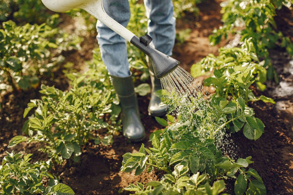 A watering can sprinkling water onto small vegetables in the ground.