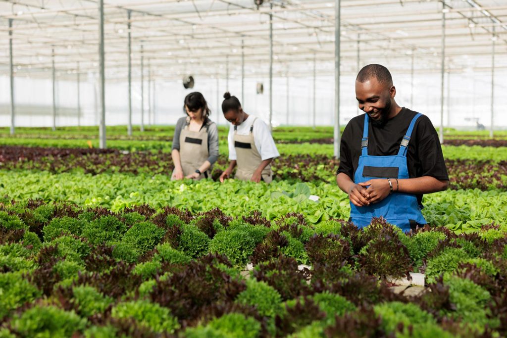 A team of workers looking at lettuce inside a greenhouse.