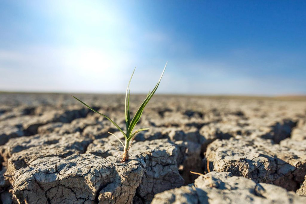 A green tuft of grass growing out of a dry and cracked clay bed